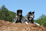 AKITA INU 481